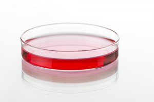 Petri dish Pharmacetuical companies will work alongside public research labs to tackle antibiotic resistance. Photo: 2edeveloperteam/Flickr.